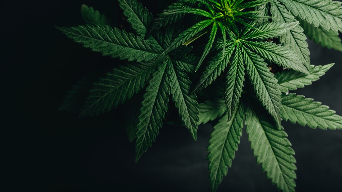 A Data-Driven Overview of Buying Weed Online in British Columbia: Market Trends, Access, and Consumer Insights