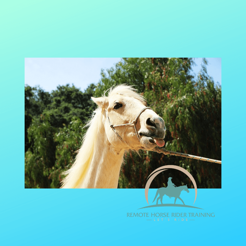 Horse Health and Training: A Guide to the Best Practices of Maintaining the Fitness and Performance of Racehorses, Inclu