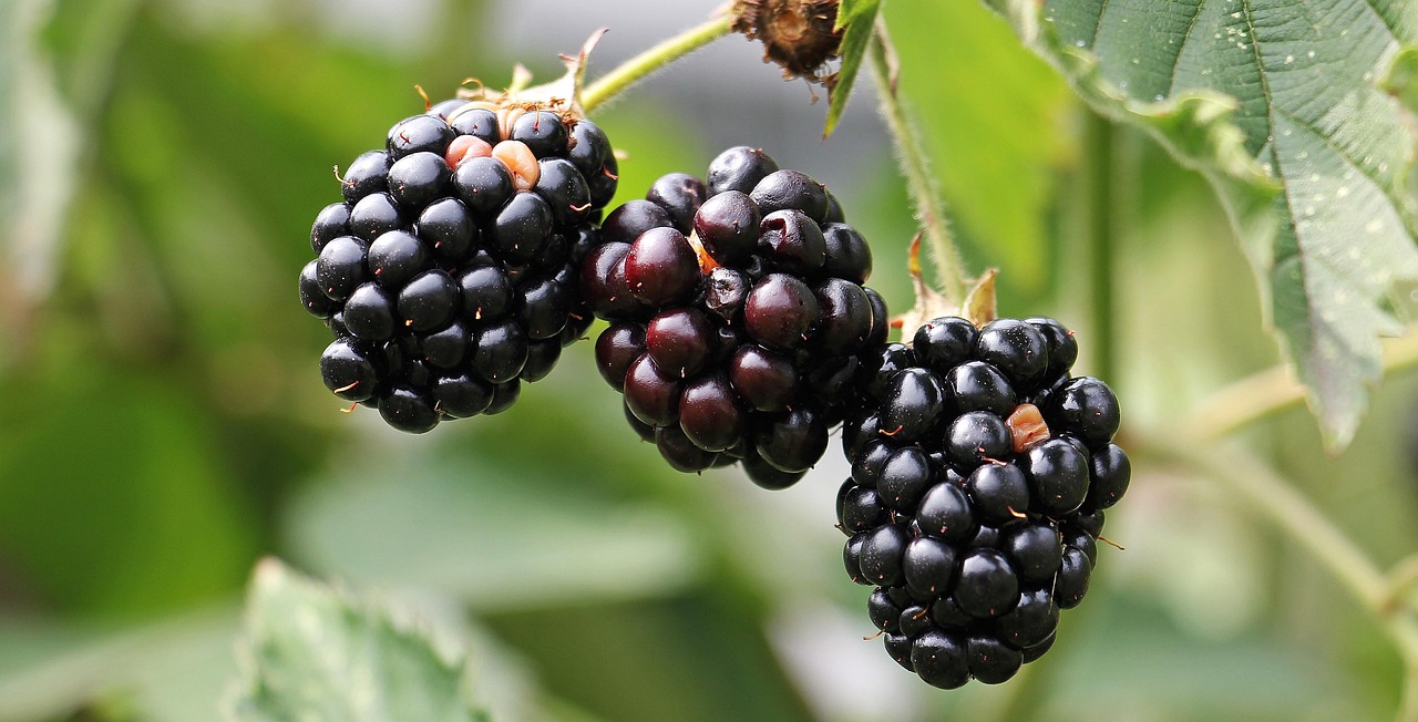 Blackberries, bramble, berries — Precision in Urology: Dr. Zamip Patel's Dedication to Patient Wellbeing
