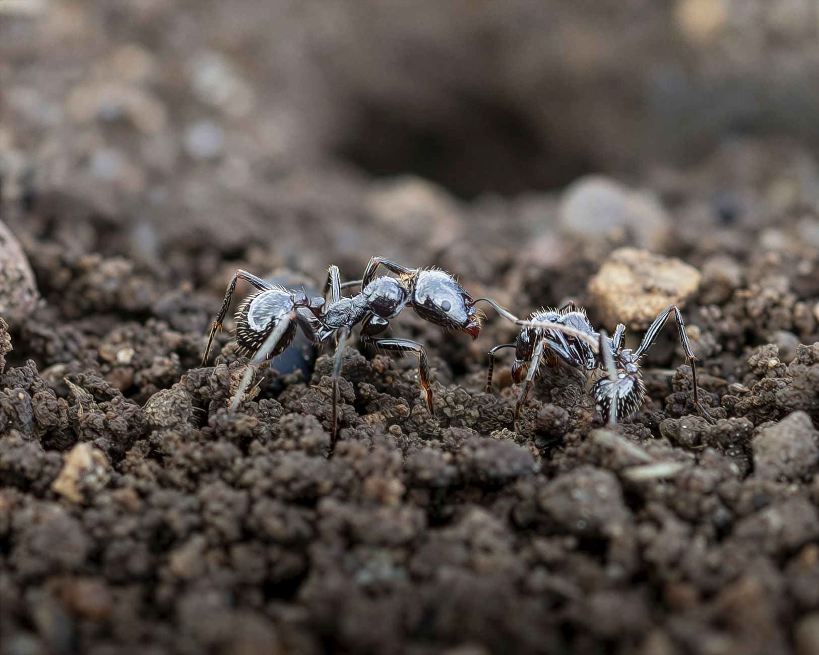 ant ancestors fossils